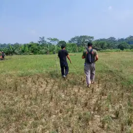 Jual cepat bu 250rb/mter cariu pasar lama