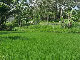 DIJUAL TANAH SAWAH DEKAT TERMINAL SEMIN, GUNUNGKIDUL, MURAH, JK11553