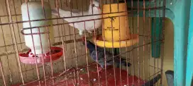 BURUNG DARA SEPASANG