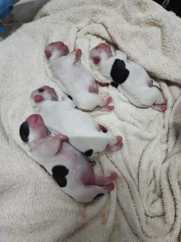 Anakan frecnh bulldog non stb