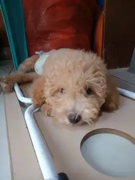 Puppies puddle jatan 4 bulan