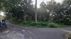 TANAH SAWAH WUJUD PEKARANGAN BERISI TANAMAN DURIAN DAN KELAPA JK12391