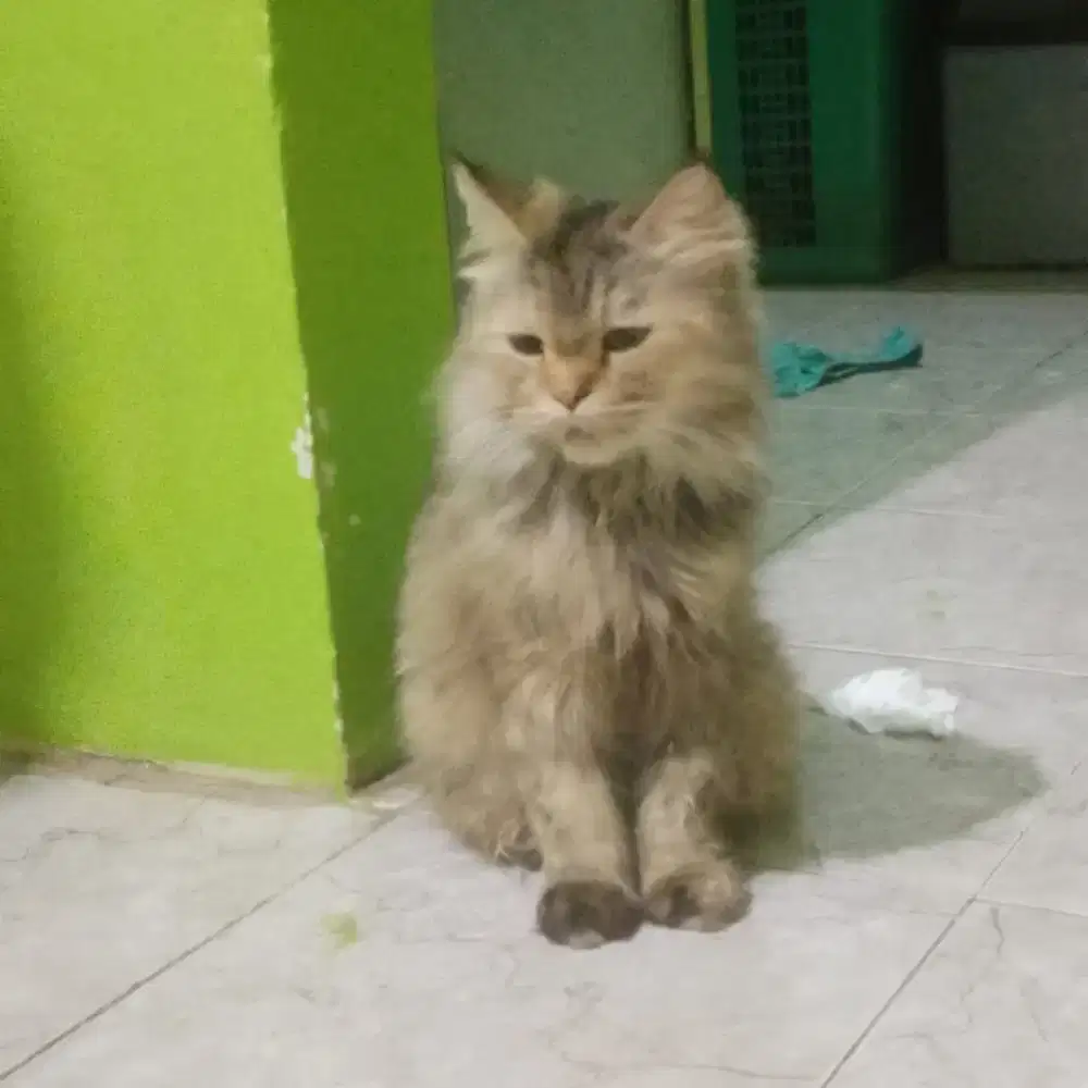 Kucing persia betina birahi long hair