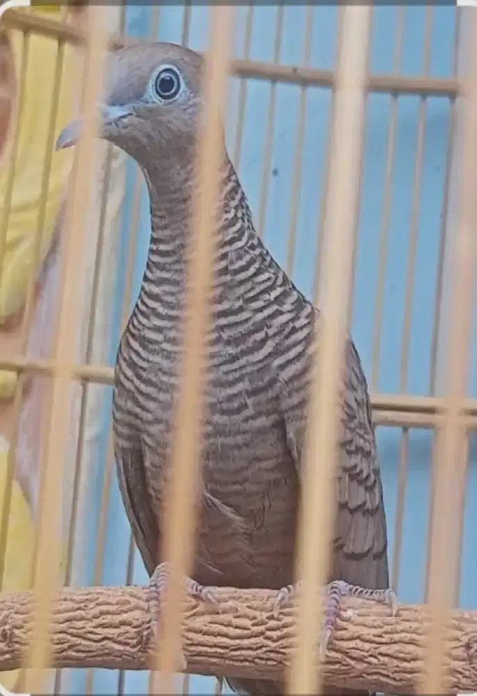 Perkutut cemani gacor dor