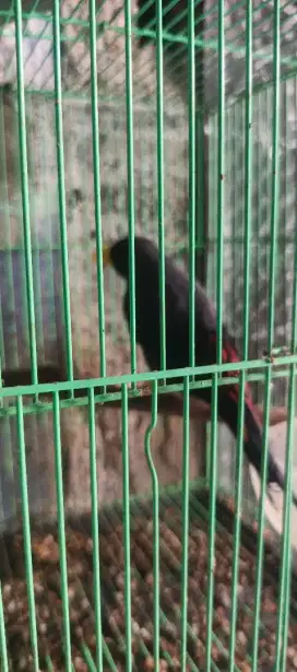 Jalak rio2 gacor