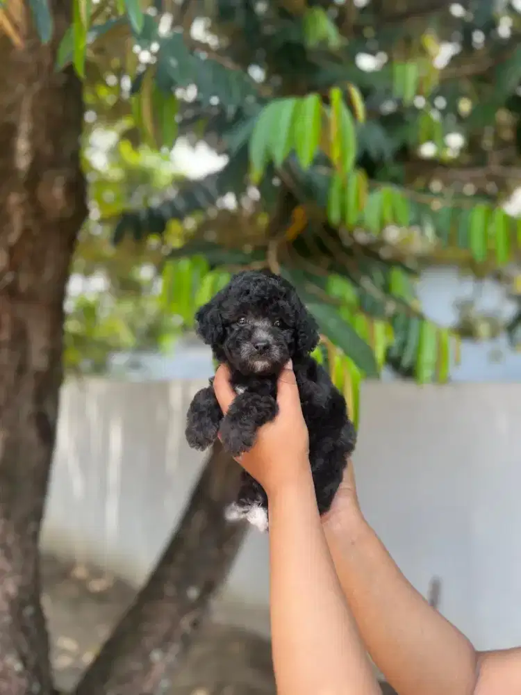 Poodle silver male