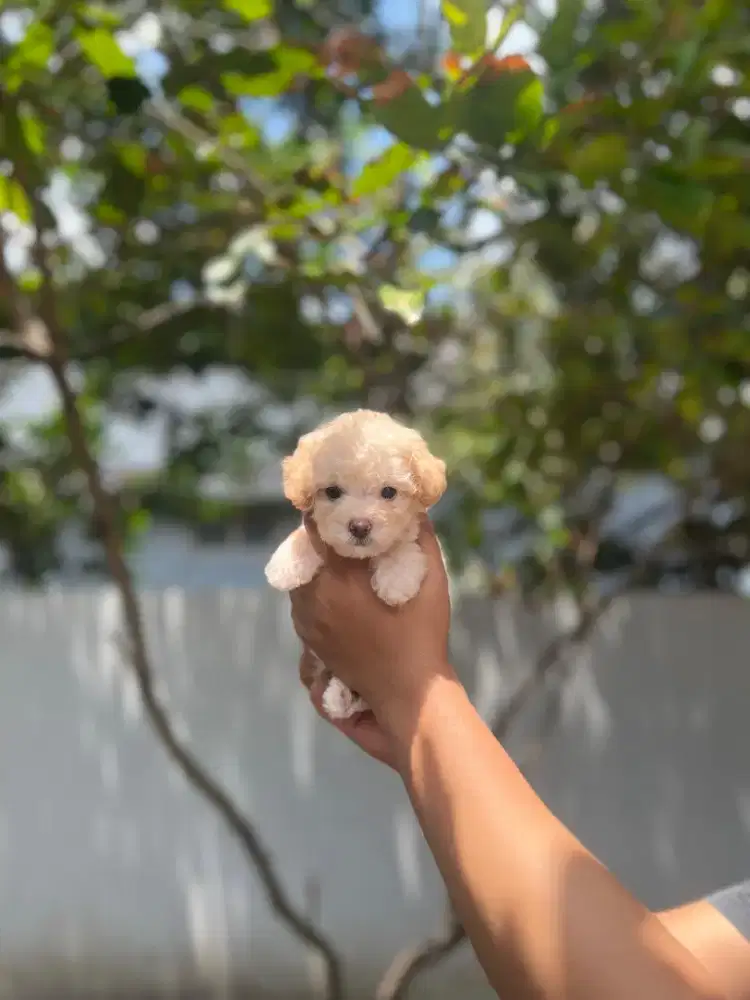 Poodle tea cup jantan