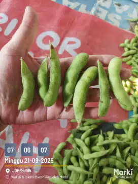 Edamame gemoy pipa gas