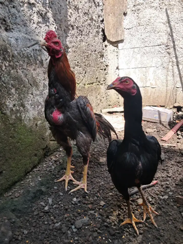 Ayam bangkok adu