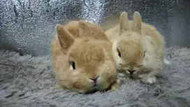 Open adopsi kelinci hiasnya