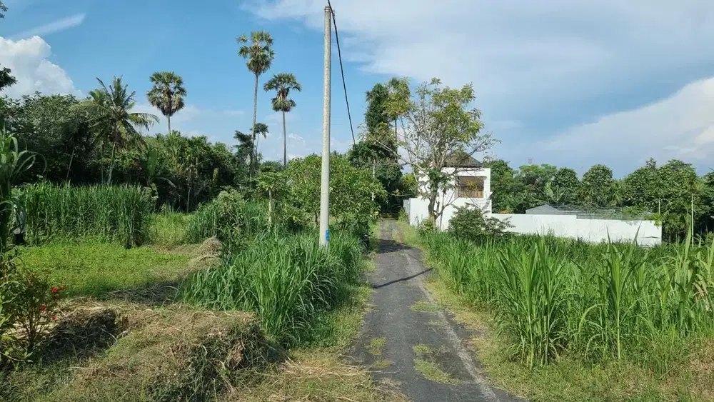 Tanah View  Sawah Pantai Saba Gianyar