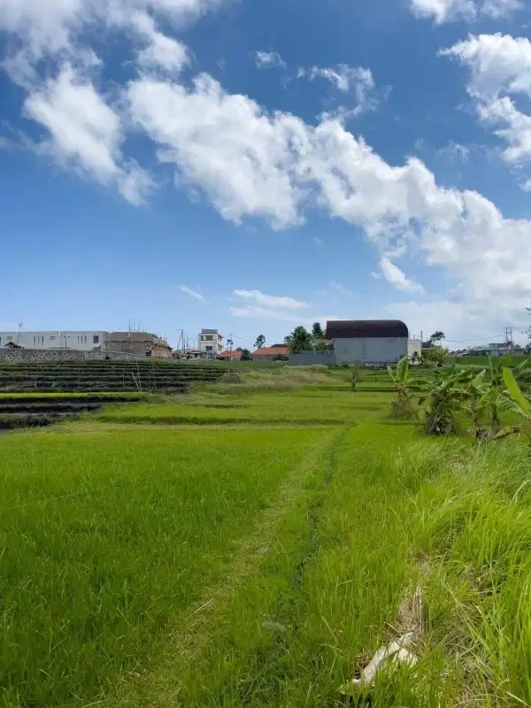 Tanah Berawa Canggu Badung Kuta Utara Bali