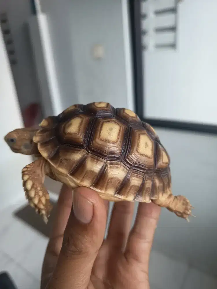 Kura kura Sulcata full set