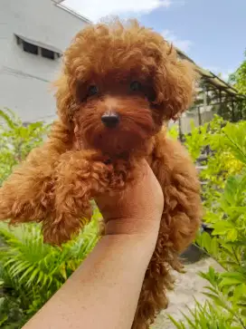 Anak anjing poodle super red