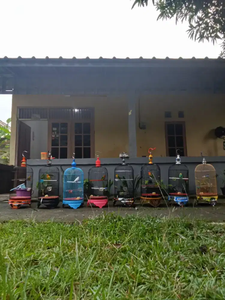 Burung Lovebird