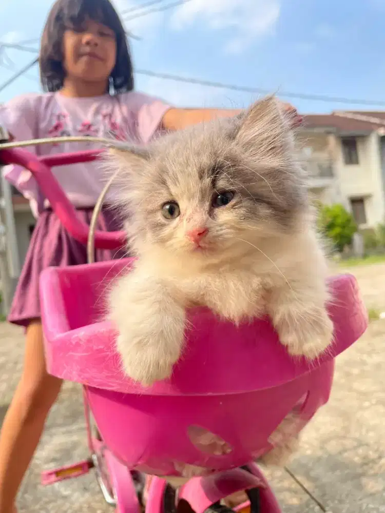 Kucing kitten Persia mix mancoon