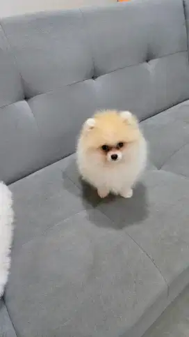 Anjing minipom betina