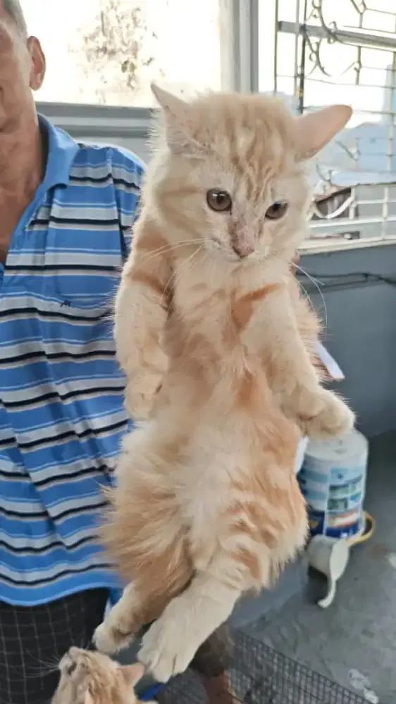 Anak kucing Anggora
