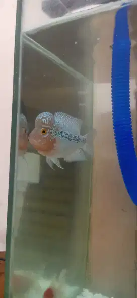 Ikan louhan jenong
