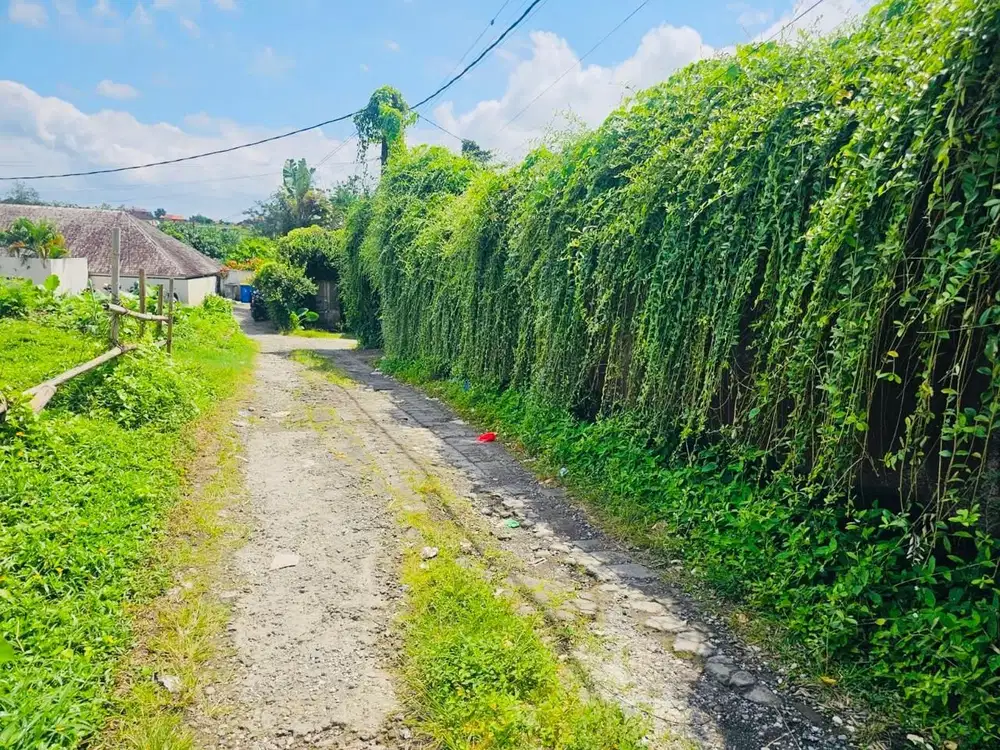 Tanah view sawah dalung bali
