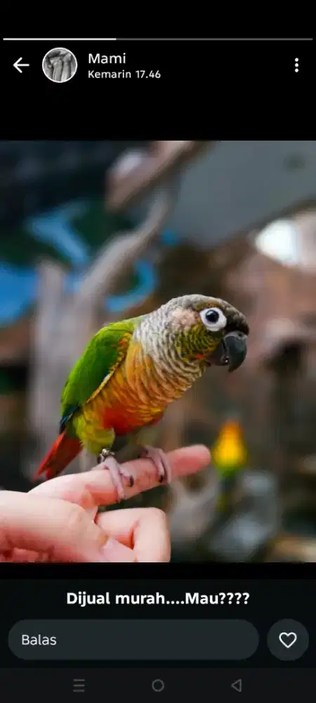 Burung greencheek corture