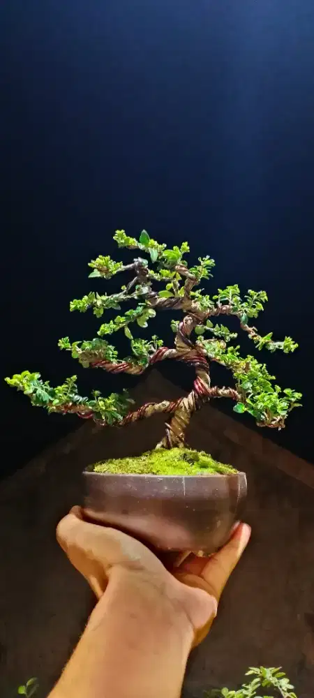 Bonsai Ohna micro