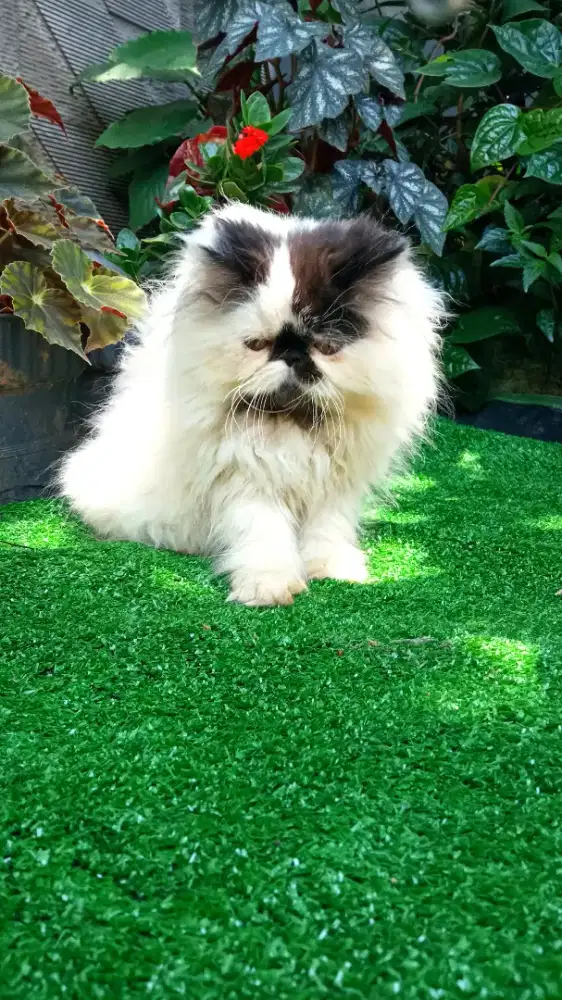 Kitten peaknose
