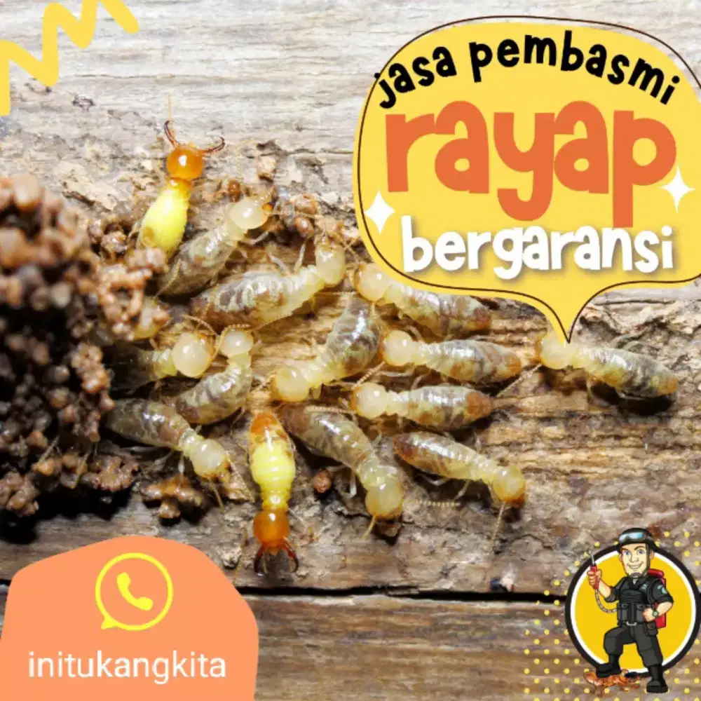 Jasa Anti Rayap Bangunan Tanah Kayu Bergaransi
