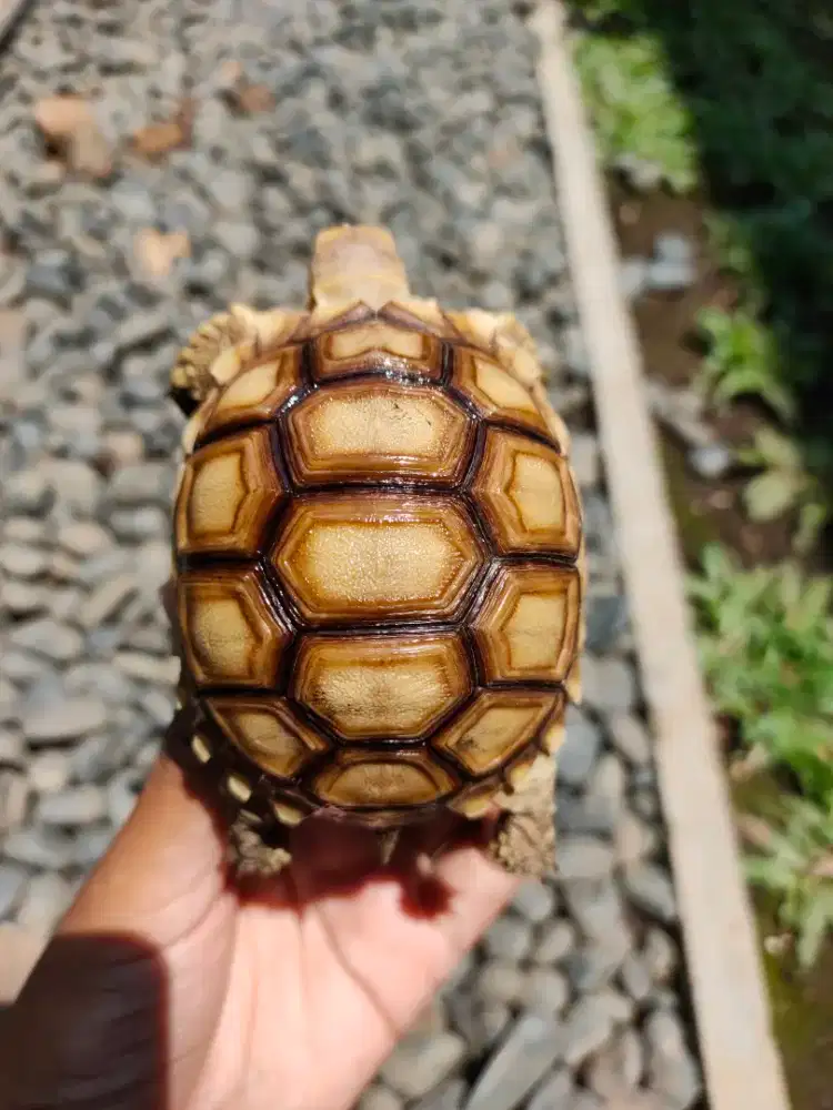 sulcata 7,5 cm cerah makan rakus sehat walafiat