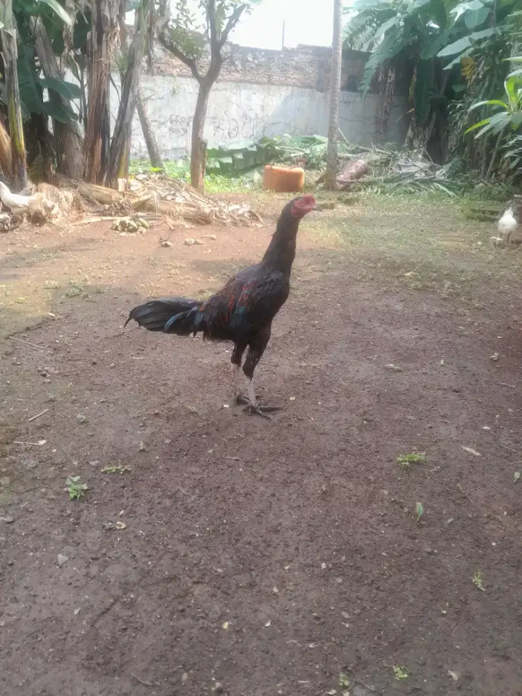 Ayam bangkok muda,umur 4 bulan
