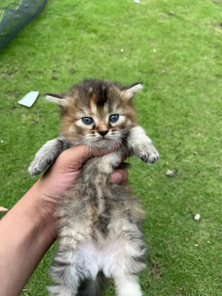 Lepas adopt kucing munchkin mix
