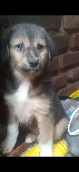 Anak anjing usia 3 bulan