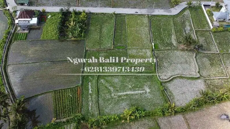 Murah Disewakan Tanah Luas 6 Are View Sawah Lingkungan Villa