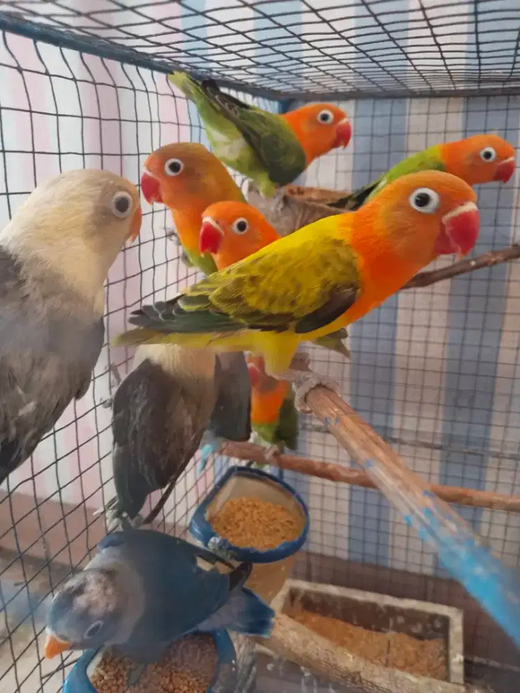 Hasil kebun sendiri lovebird aneka warna