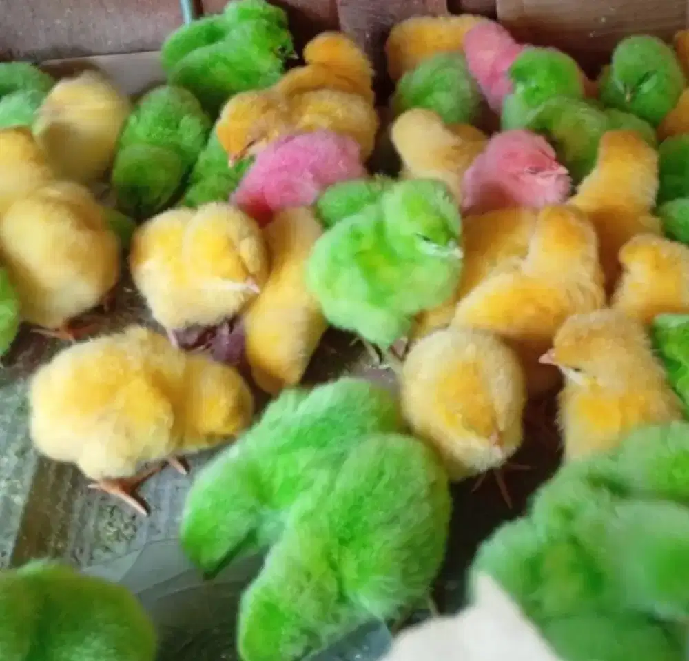 Ayam warna warni