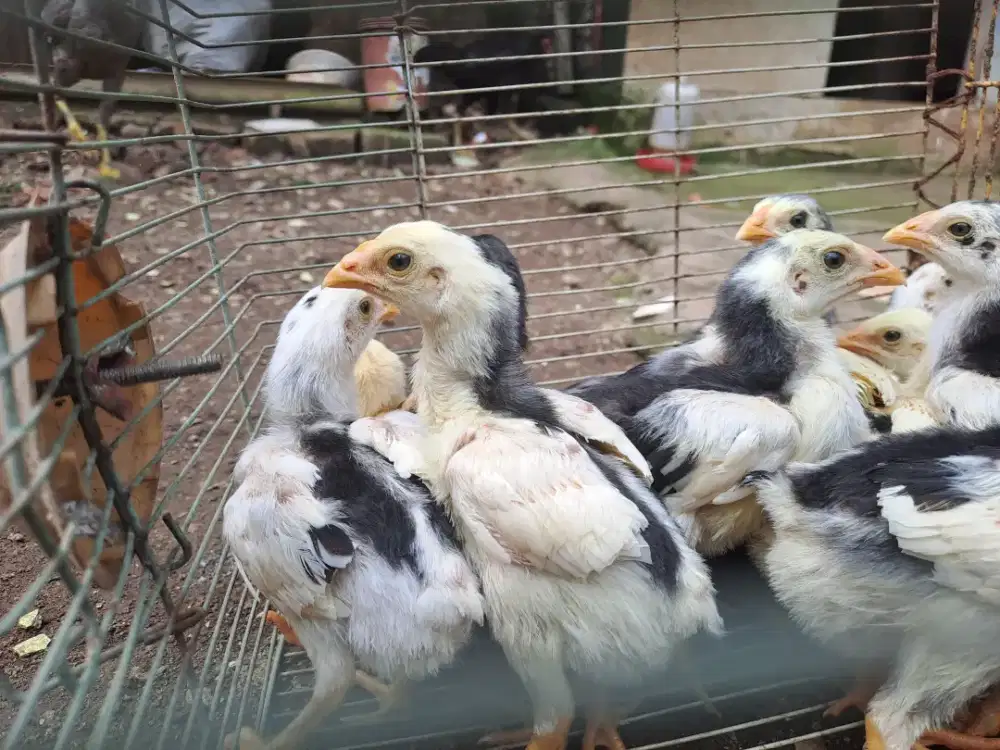 Ayam bangkok anakan