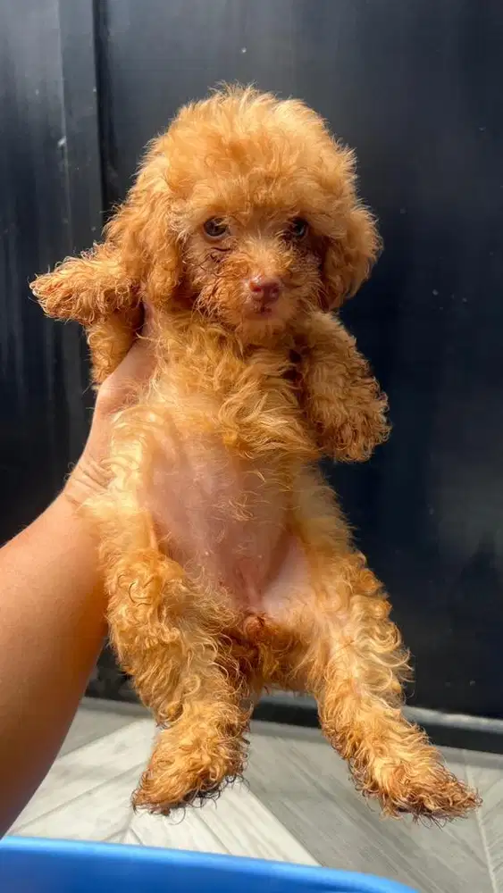 Anak Anjing Poodle Asli red Betina