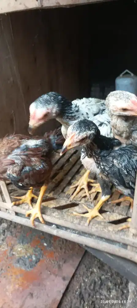 Anak ayam jenis super