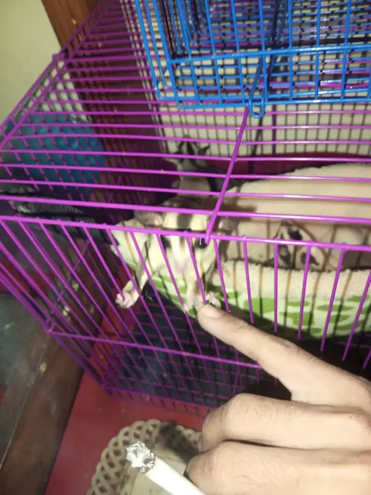 Jual Sugar white face sepasang