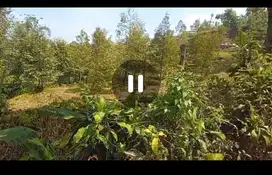Dijual perkebunan durian musangking Wonosalam, Jombang