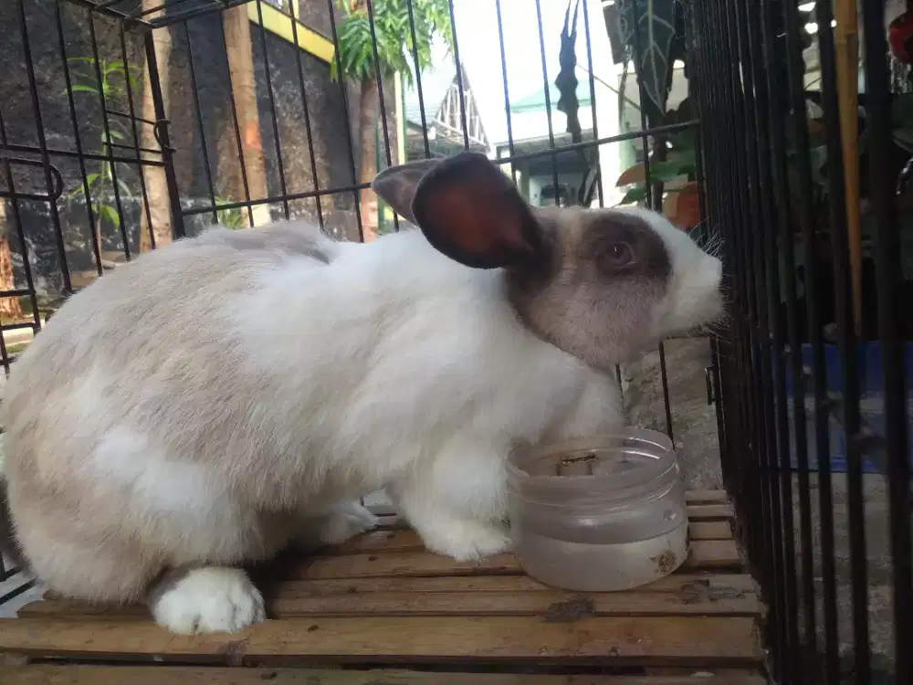 KELINCI DEWASA DUTCH