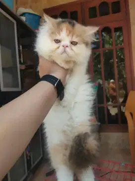 open adopsi peaknose