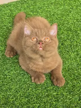 Kucing british shorthair bsh british shorthair