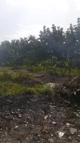 Tanah Jangli Burangrang Dekat Tembalang Undip