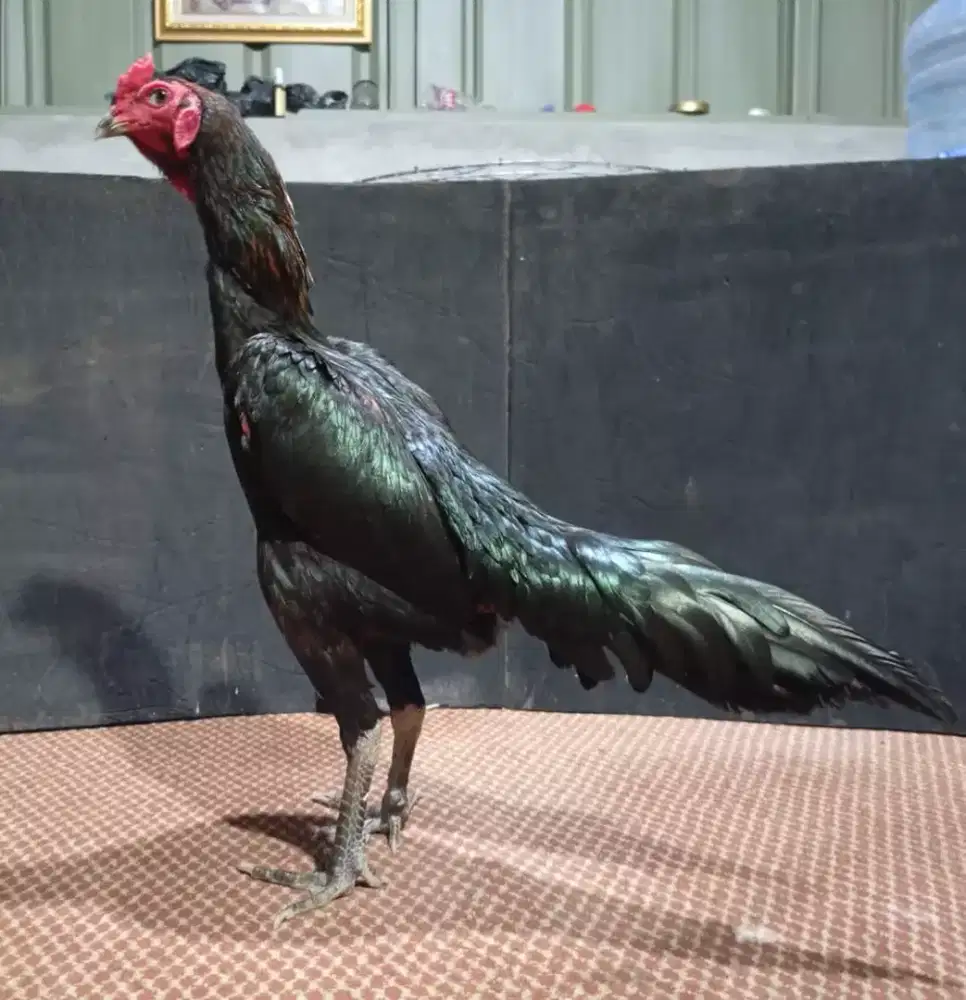 Ayam Bangkok, mangon, Pama, Birma,pakhoy