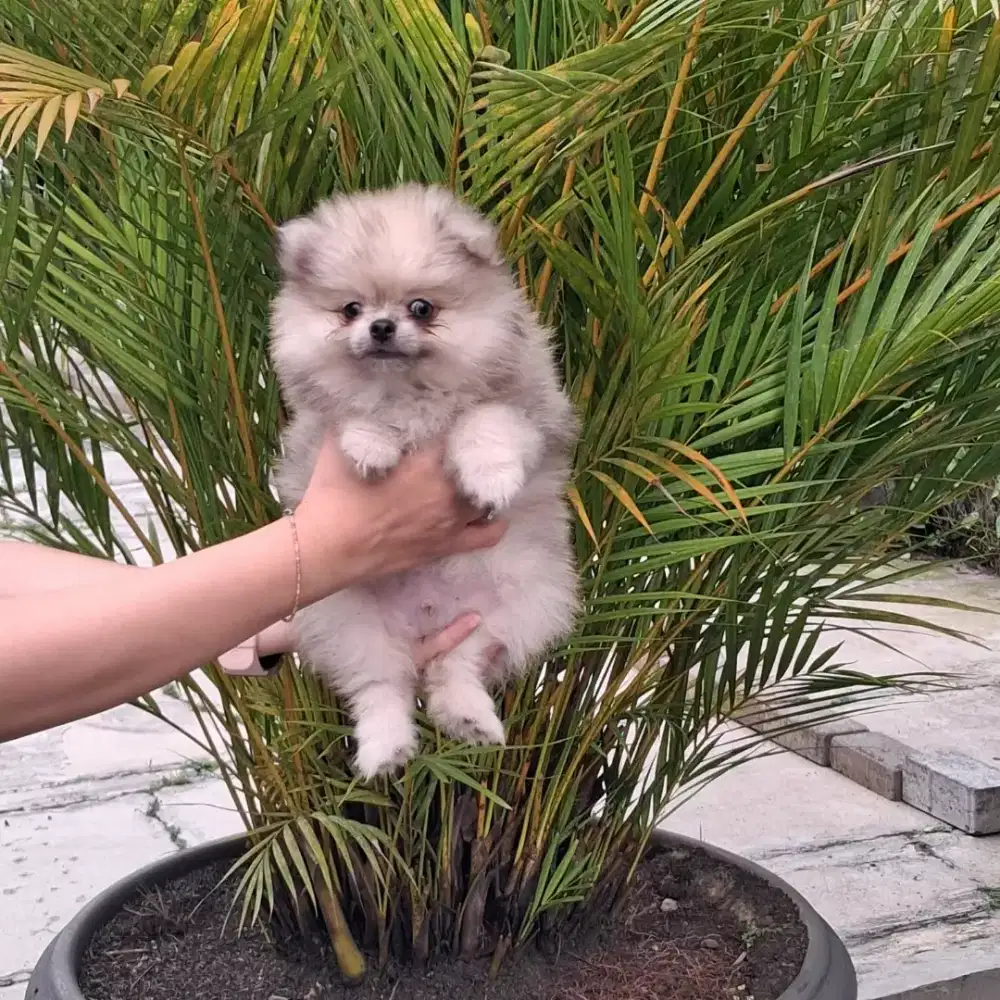 Minipom jantan •YOOKY•