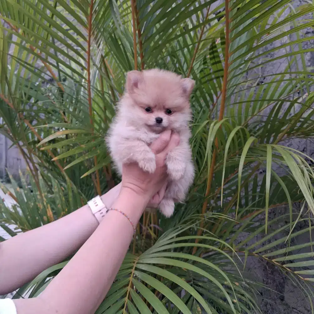 Minipom betina •YOORA•