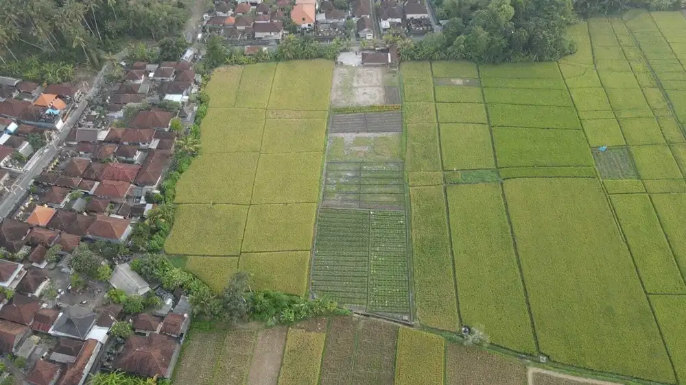 Dijual tanah view sawah dkt pantai Kelating Tabanan Bali