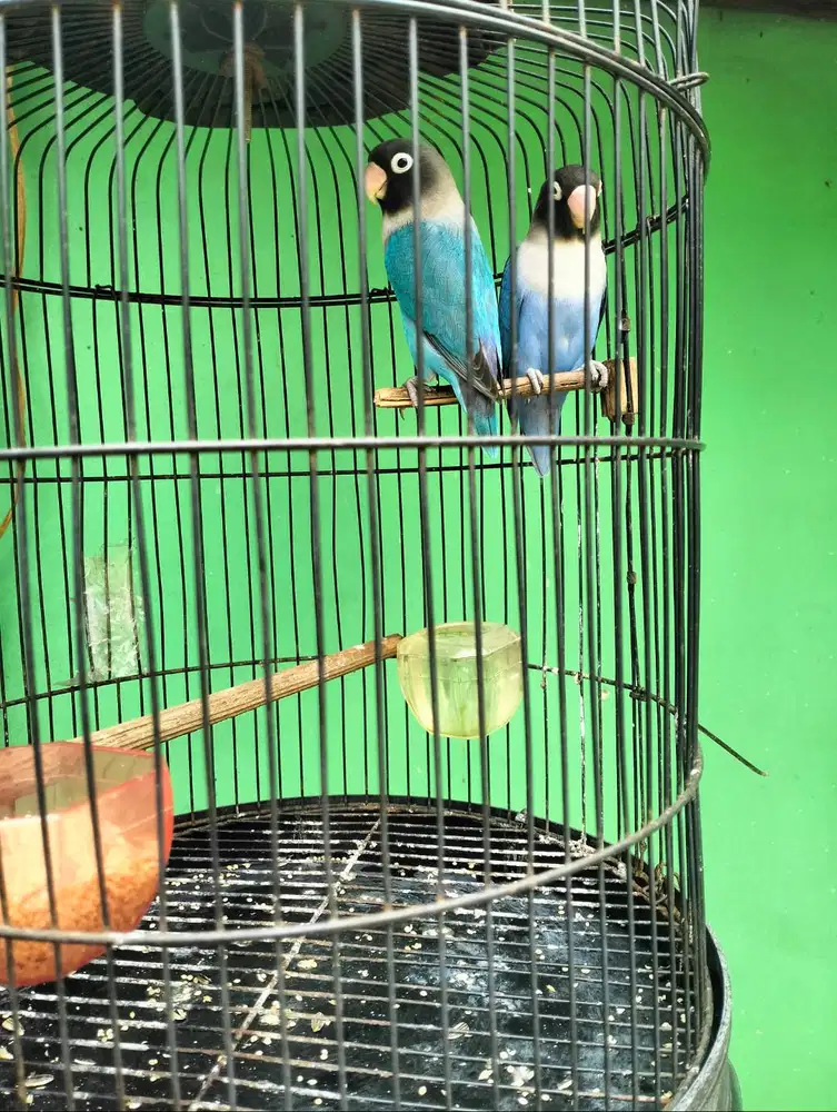 Sepasang mangsi pala hitam x violet pala hotam