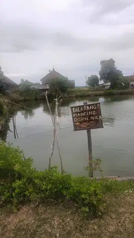 Jual Cepat Butuh Uang Tambak Aktif Seluas 20 Hektar